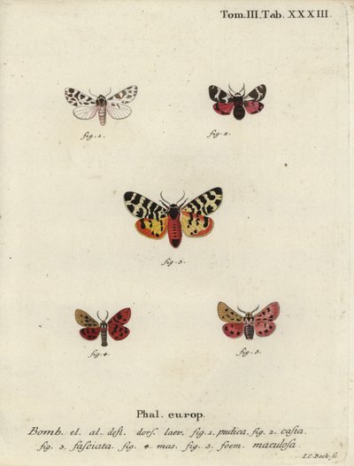 Phalènes chaperon discret et tigre - Johann Carl Bock