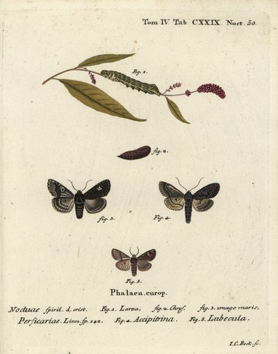 Dot, Melanchra persicariae 1-4, et Dryobota labecula 5. Gravure sur cuivre coloriée à la main par Johann Carl Bock d