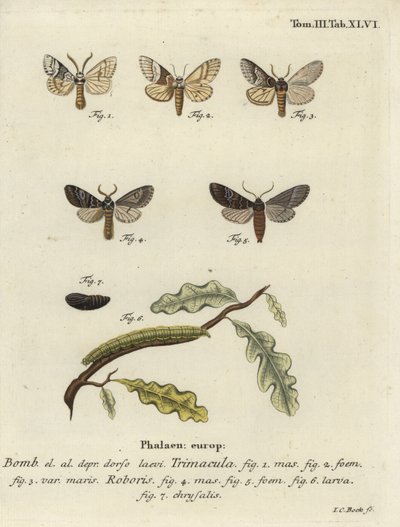 Drymonia dodonaea moth - Johann Carl Bock