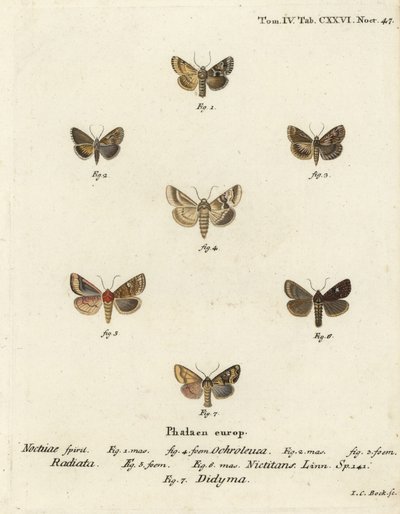 Eremobia ochroleuca, Cynaeda dentalis, Amphipoea oculea, Mesapamea secalis. Gravure sur cuivre coloriée à la main par Johann Carl Bock d