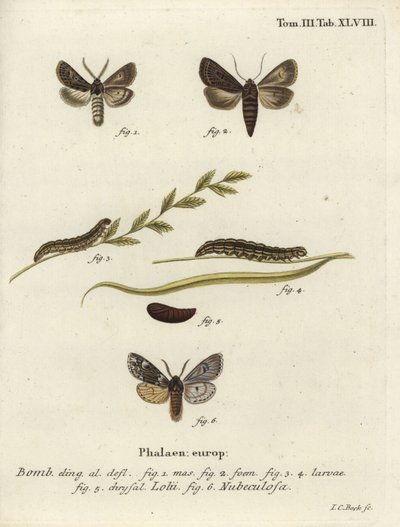 Papillons gothiques à plumes et Rannoch sprawler - Johann Carl Bock