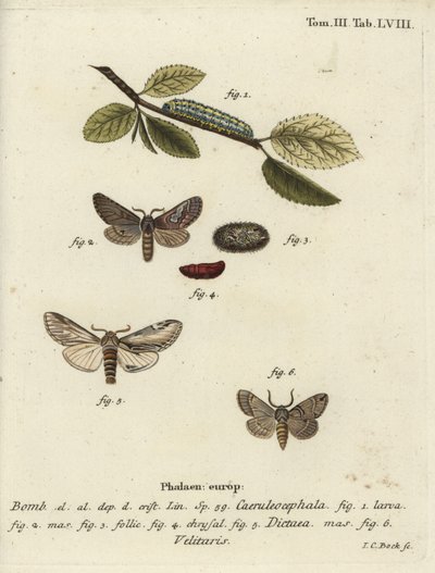 Papillon figure de huit, proéminent hirondelle et Drymonia velitaris - Johann Carl Bock