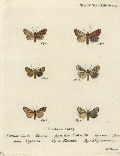 Flounced chestnut, Agrochola helvola 1,2, dotted chestnut, Conistra rubiginea 3,4, brown-line bright-eye, Mythimna conigera 5, et treble lines, Charanyca trigrammica 6. Gravure sur cuivre coloriée à la main par Johann Carl Bock d