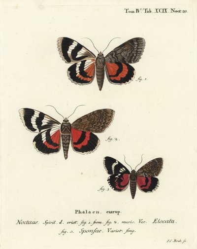 Catocala elocata, Catocala sponsa. Gravure sur cuivre coloriée à la main par Johann Carl Bock d