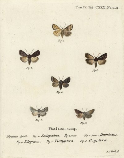 Papillon de jardin, Euxoa nigricans 1-3, Hadena filograna 4, brocart d