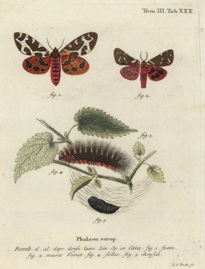 Phalène tigre du jardin ou grande phalène tigre, Arctia caja - Johann Carl Bock