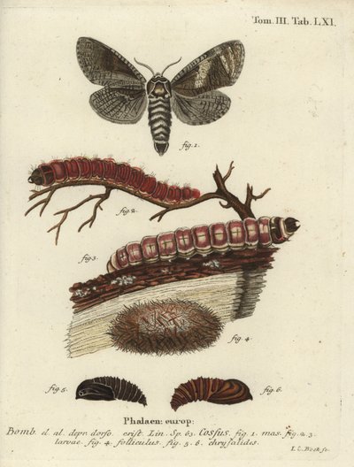 Papillon de la chèvre, Cossus cossus - Johann Carl Bock