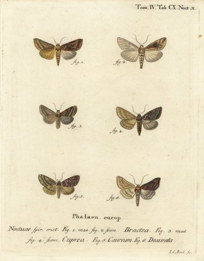 Autographa bractea, Euchalcia modestoides, Lamprotes c-aureum, Panchrysia deaurata. Gravure sur cuivre coloriée à la main par Johann Carl Bock d