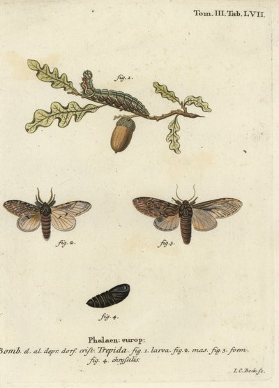 Grand prominent, Peridea anceps - Johann Carl Bock