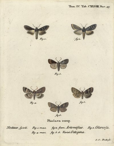 Requin vert argenté, Cucullia argentea 1,2, rustique automnal, Eugnorisma glareosa 4, figure de quatre-vingts, Tethea ocularis 4-6. Gravure sur cuivre colorée à la main par Johann Carl Bock d