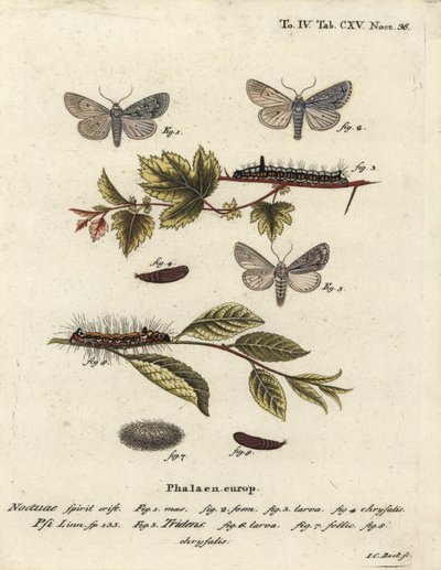 Acronicta psi 1-4, et Acronicta tridens 5-8. Gravure sur cuivre coloriée à la main par Johann Carl Bock d