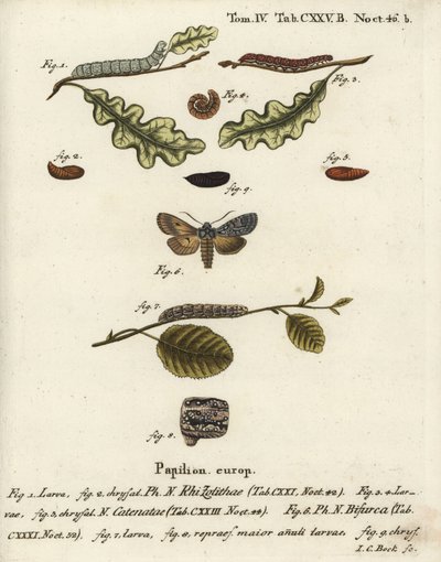 Noeud gris, Lithophane ornitopus 1,2, châtaigne froncée, Agrochola helvola 3-5, conformiste, Lithophane furcifera 6-9. Gravure sur cuivre colorée à la main par Johann Carl Bock d