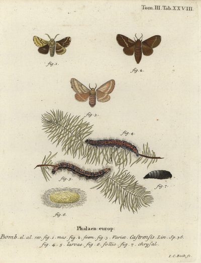 Papillon ground lackey, Malacosoma castrense - Johann Carl Bock