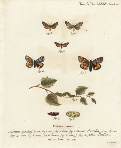 Dysauxes ancilla, Archiearis parthenias. Gravure sur cuivre coloriée à la main par Johann Carl Bock d