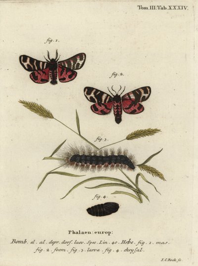 Papillon tigre d