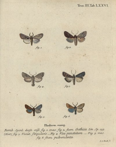 Caractère hébreu, châtaigne noire, petit phalène quaker, etc. - Johann Carl Bock