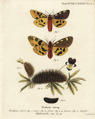 Grand papillon tigre, mâle et femelle, Pericallia matronula. Gravure sur cuivre coloriée à la main par Johann Carl Bock d
