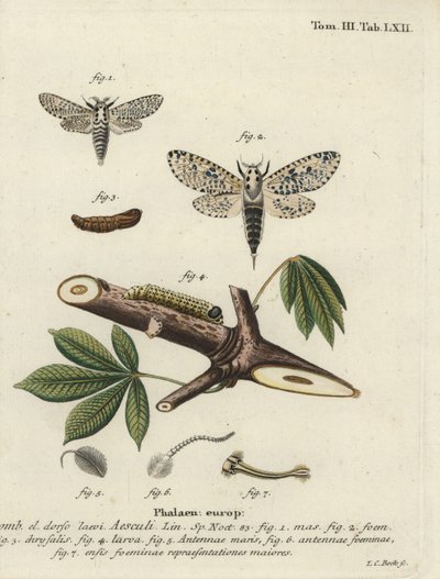 Zeuzère du poirier, Zeuzera pyrina - Johann Carl Bock