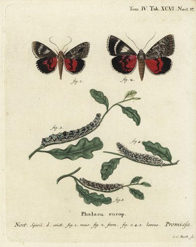 Papillon de la promesse, Catocala promissa. Gravure sur cuivre coloriée à la main par Johann Carl Bock d