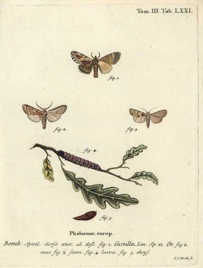 Papillon érable et papillon de cœur - Johann Carl Bock