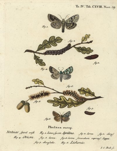 Dichonia aprilina 1-4, Moma alpium 5-7, et Cryphia muralis 8. Gravure sur cuivre coloriée à la main par Johann Carl Bock d