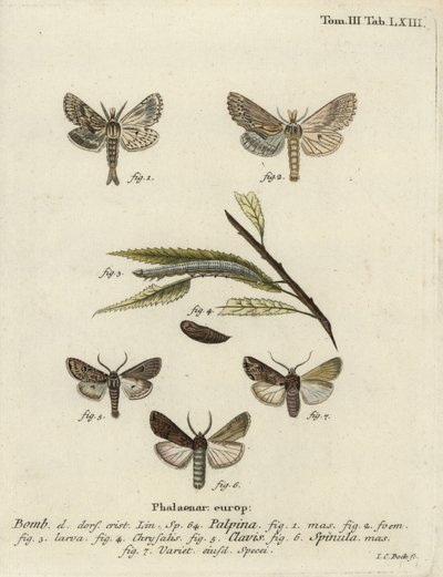 Pale prominent, heart and club, et dark sword-grass - Johann Carl Bock
