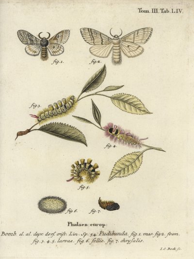 Calliteara pudibunda - Johann Carl Bock