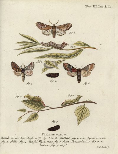 Prominent galet et prominent de fer - Johann Carl Bock