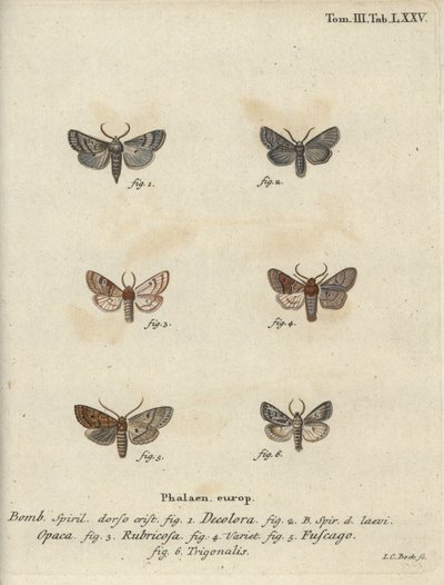 Poudré, châtaigne rouge, papillon brique, etc. - Johann Carl Bock