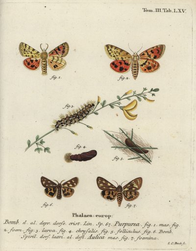 Papillon tigre violet et papillon tigre brun - Johann Carl Bock