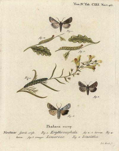 Conistra erythrocephala 1-4, Calophasia lunula 5 et Lithophane ornitopus 6. Gravure sur cuivre coloriée à la main par Johann Carl Bock d