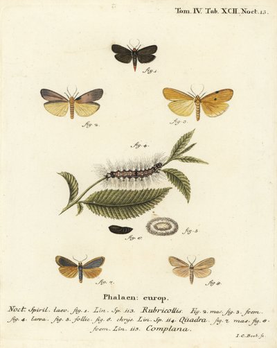 Red-necked footman, Atolmis rubricollis 1, four-spotted footman, Lithosia quadra 2-6, et buff footman, Katha depressa 7,9. Gravure sur cuivre coloriée à la main par Johann Carl Bock d