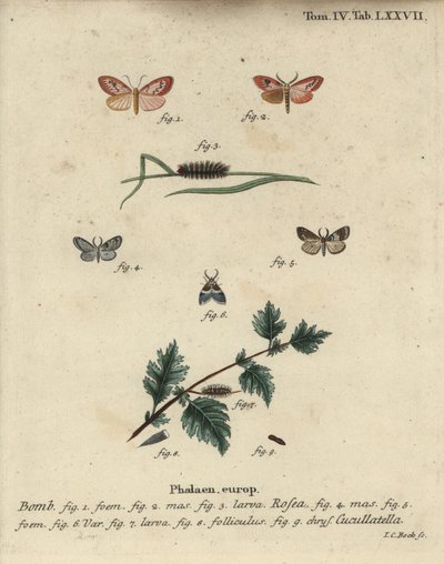 Rosy footman et papillon à manteau court - Johann Carl Bock