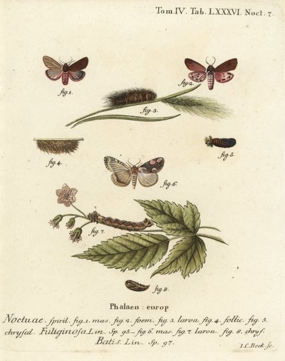 Phragmatobia fuliginosa 1-5, et Thyatira batis 6-8. Gravure sur cuivre coloriée à la main par Johann Carl Bock d