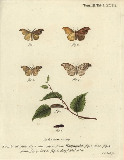 Scarce hook-tip et pebble hook-tip - Johann Carl Bock