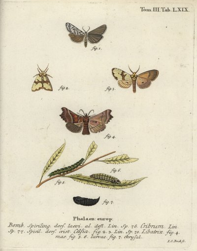 Speckled footman, Staurophora celsia et herald moth - Johann Carl Bock