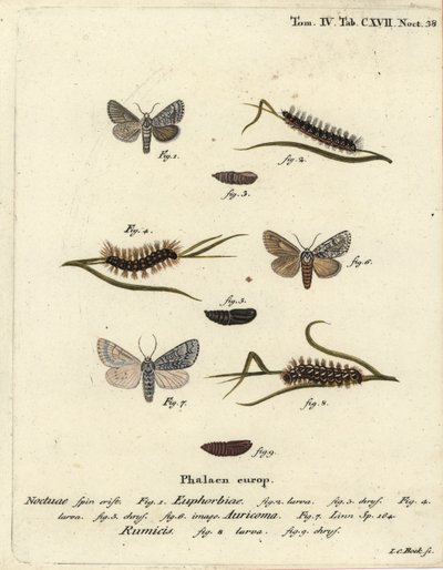 Papillon de la myrtille, Acronicta euphorbiae 1-5, dague rare, Acronicta auricoma 6, et papillon de l
