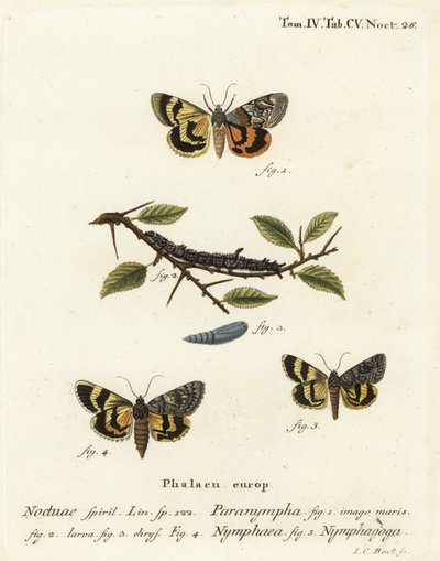 Sous-aile de fougère douce, Catocala antinympha 1-3, Catocala nymphaea 4, et sous-aile jaune de chêne, Catocala nymphagoga 5. Gravure à la main en cuivre par Johann Carl Bock d
