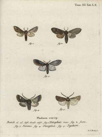 Trois bosses proéminentes, papillon olive et papillon navet - Johann Carl Bock