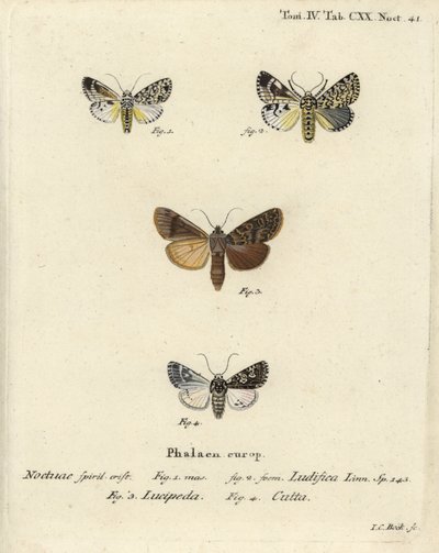 Trichosea ludifica 1,2, Rhyacia lucipeta 3, et Lamprosticta culta 4. Gravure sur cuivre coloriée à la main par Johann Carl Bock d