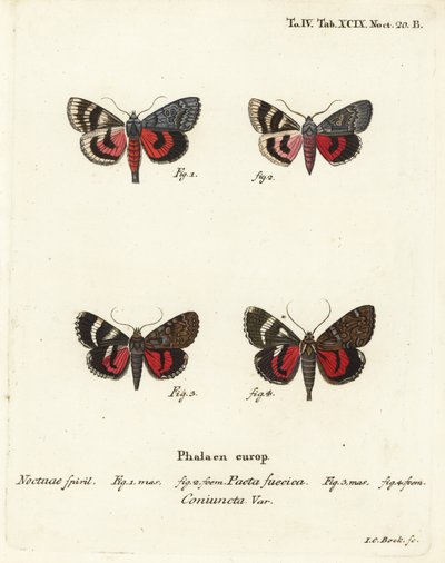 Papillons sous-aile, Catocala pacta et Catocala coniuncta. Gravure sur cuivre coloriée à la main par Johann Carl Bock d