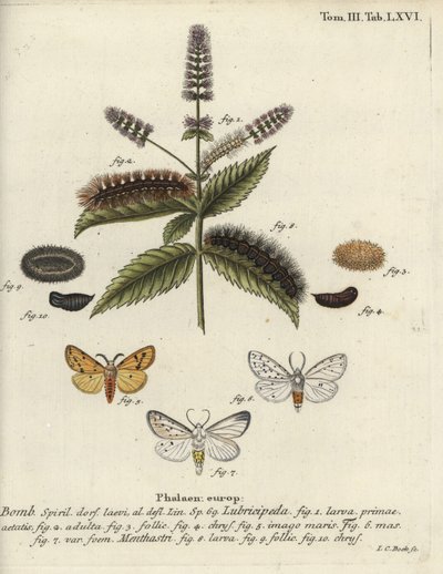 Spilosoma lubricipeda - Johann Carl Bock