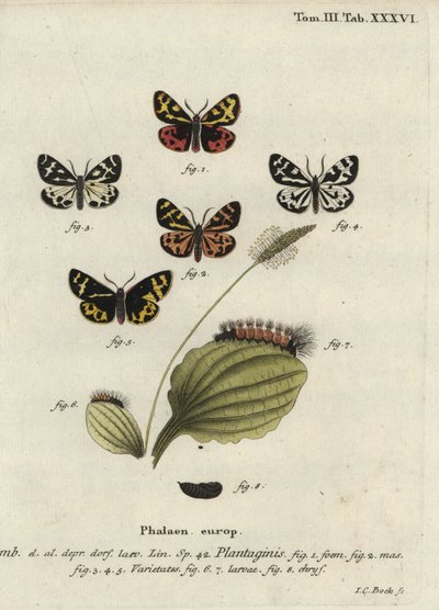 Wood tiger moth, Parasemia plantaginis - Johann Carl Bock