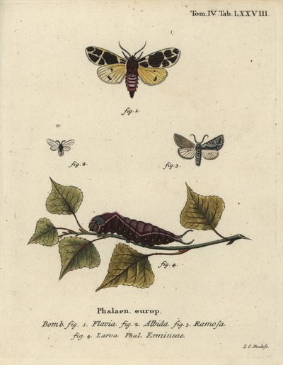 Papillon tigre jaune, larve d