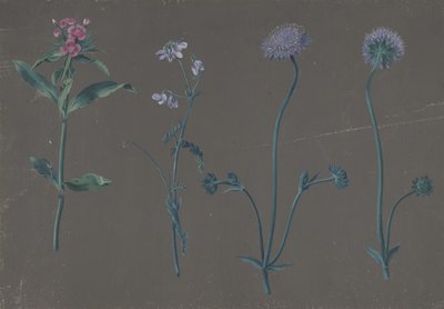 Étude de trois fleurs, 1781 - Johann Christian August Birnbaum