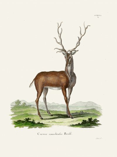 Elk  Par Johann Christian Daniel Von Schreber. - Johann Christian Daniel Von Schreber