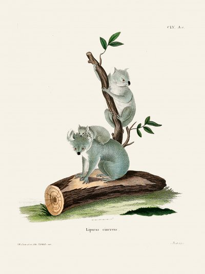 Koala, par Johann Andreas Wagener - Johann Christian Daniel Von Schreber