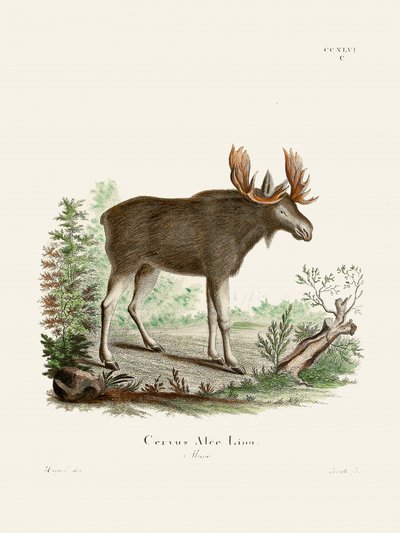 Moose, de Johann Christian Daniel von Schreber. - Johann Christian Daniel Von Schreber