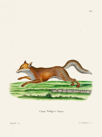 Red Fox, de Johann Christian Daniel von Schreber. - Johann Christian Daniel Von Schreber