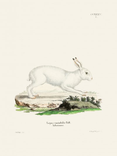 Le lièvre blanc, de Johann Christian Daniel von Schreber - Johann Christian Daniel Von Schreber